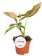 Syngonium Podophyllum 'red Spot' Pink Splash Ø6 Cm