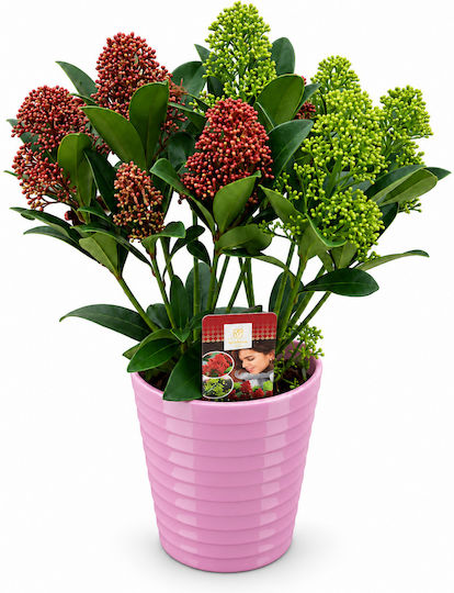 Σκιμμια Διπλη Ροζ Κεραμικο Skimmia Japonica Double Diamond 12 X 25 Εκ Milvaflowers Σκιμμια Διπλη Ροζ Κεραμικο Skimmia Japonica Double Diamond 12 X 25 Εκ Milvaflowers