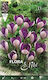 Flora Elite Луковици от шафран 10 бр.