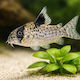 Corydoras Leucomelas M