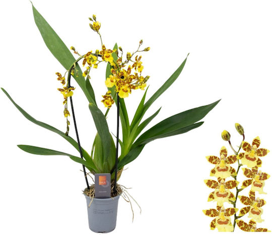 Colmanara Pacific Sunset Cascade Αρωματικη