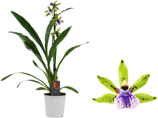 Zygopetalum Inca Impasto Verde Parfumată