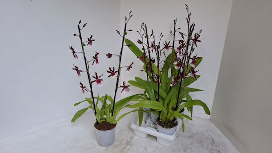 Miltonidium Renaissance Grandeur Purple White 2 Stems Αρωματικη