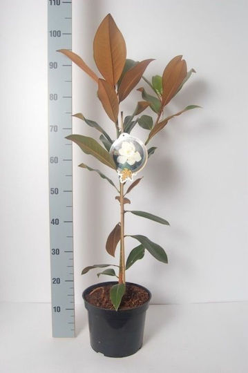 Μαγνόλια Magnolia Grandiflora Αρωματικη Μαγνόλια Magnolia Grandiflora Αρωματικη