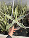 Agave Americana Marginata