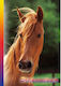 bsb Албум със стикери Horses A5