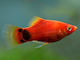 Lebende Aquarienfische Platy Red Mickey Mouse 3,5–4,0 cm