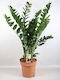 Замия Zamioculcas Zamiifolia 10+ XXL